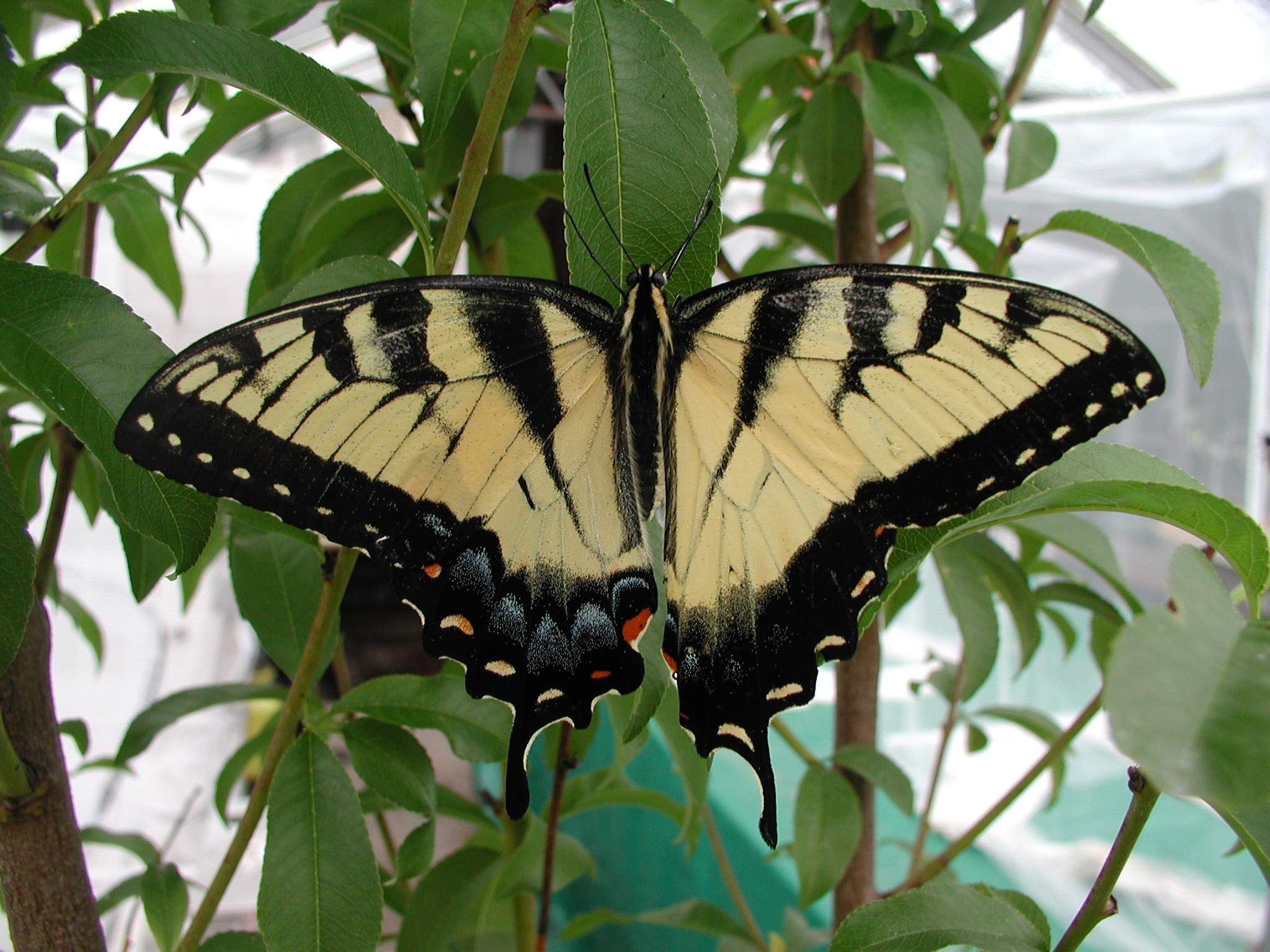 Papilio glaucus (bilateral gynandromorph) (Internet Image property of respective owner, non-commercial use only)